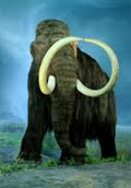 mammoth